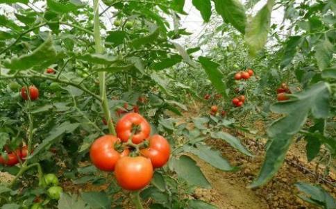 番茄的功效、作用和营养价值（如何长期保存西红柿） 第1张