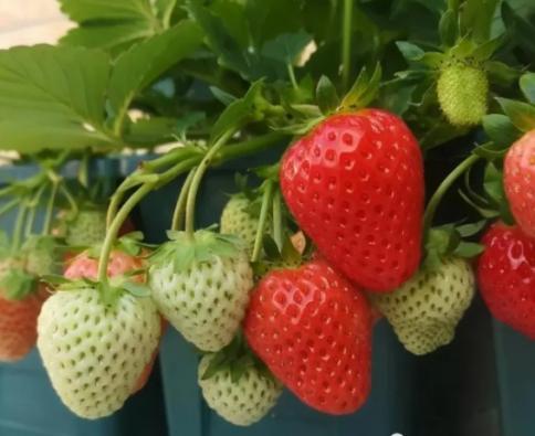 草莓的功效、作用和营养价值（草莓是热性的还是凉性的） 第1张